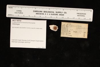 Media type: image; Invertebrate Zoology 148162
